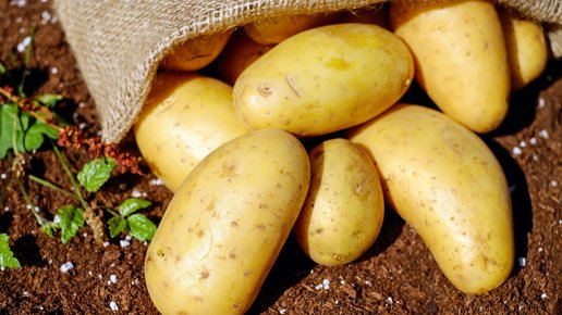 Картинка: Какой сорт картофеля выбрать для посадки