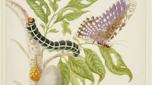 Картинка: Искусство, наука и метаморфозы бабочки Марии Сибиллы МЕРИАН