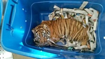 Картинка: В Мексике обнаружили живого тигра… в почтовой посылке!