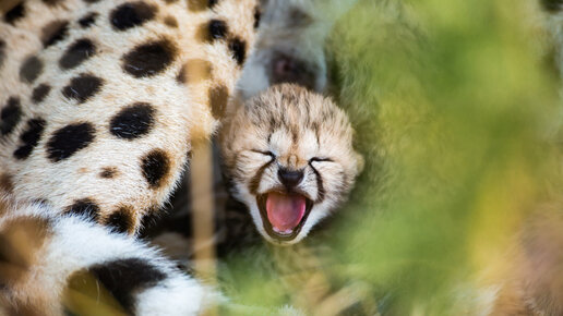Картинка: Новорожденный гепардик. Нет милее и беззащитнее существа