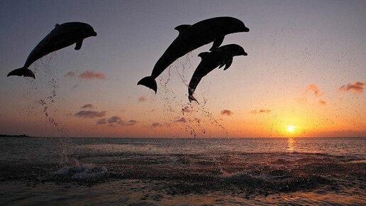 Картинка: Экологи бьют тревогу: в Крыму массово гибнут дельфины