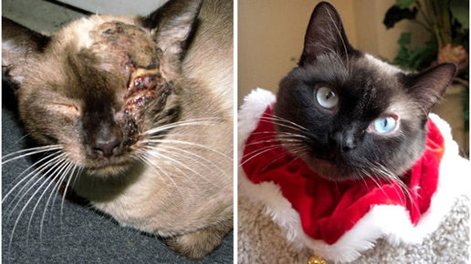 Картинка: 20 фото кошек спасенных от смерти (до и после)