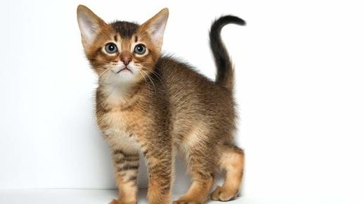 Картинка: 5 самых дорогих пород кошек в мире