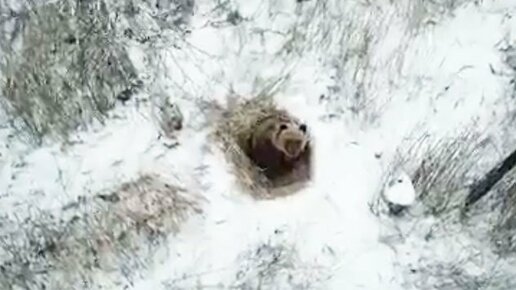 Картинка: Медведь впал в спячку на территории закрытого города Снежинск||видео с коптера!
