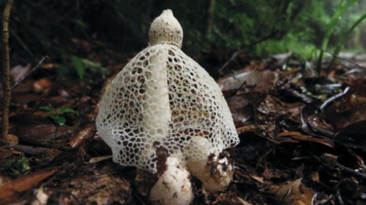 Картинка: Тайная жизнь грибов: десять увлекательных фактов