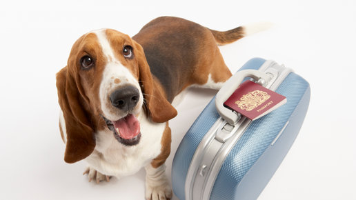 Картинка: В России разрешили перевозить домашних животных в поездах без сопровождения.