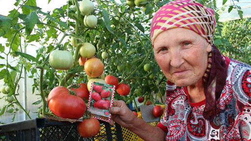 Картинка: 5 важных свойств помидоров, о которых вы не знали. А ведь они могут существенно улучшить здоровье!