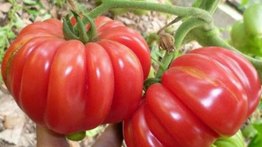 Картинка: Лучшие  индетерминантные сорта томатов