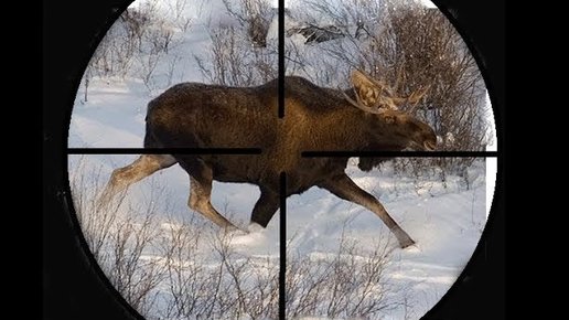 Картинка: Охота на лося