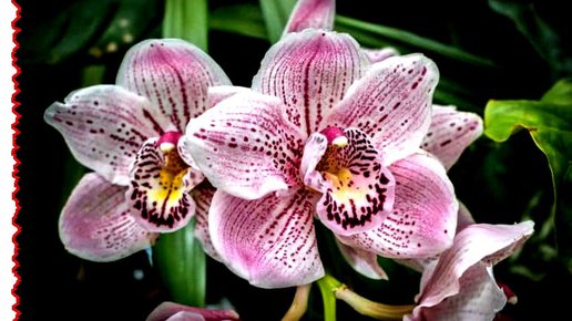 Картинка: Орхидеи в саду - правильня посадка залог красивого цветка