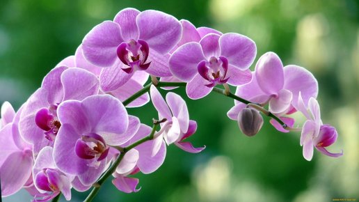 Картинка: Что делать с отцветшим цветоносом орхидеи?