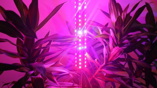 Картинка: Правильный свет для растений