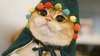 Картинка: 8 новогодних мемов про котов и ёлки — двух самых заклятых врагов
