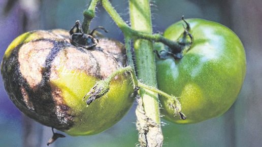 Картинка: Фитофтора на помидорах: как бороться и побеждать