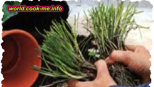 Картинка: Как размножать лук-рязанец, мелиссу и мяту?