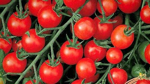Картинка: 5 ранних сортов томатов для теплиц