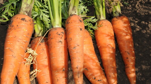 Картинка: Сорта крупной, сладкой и урожайной моркови