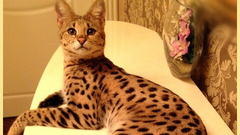 Картинка: Саванна — одна из самых дорогих пород кошек.