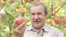 Картинка: Как мне удалось собрать огромный урожай яблок?! 