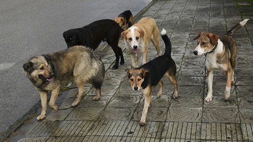 Картинка: Выжвут ли городские собаки без человека?