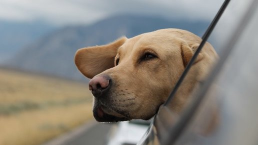 Картинка: Путешествие с собакой: как подготовиться