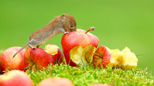 Картинка: Мыши и зайцы повреждают яблоню. Что делать?