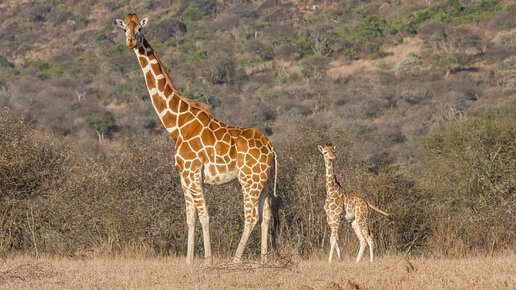 Картинка: Еще два подвида жирафов оказались под угрозой исчезновения