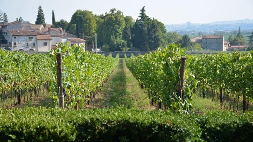 Картинка: Поездка из Вероны через винодельческую страну Северной Италии