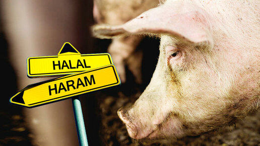 Картинка: По какой причине мусульмане отказались от свинины