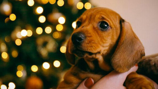 Картинка: В Германии собачьи приюты прекращают отдавать животных на время рождественских праздников
