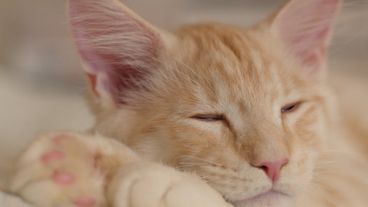 Картинка: Почему кошка постоянно спит?