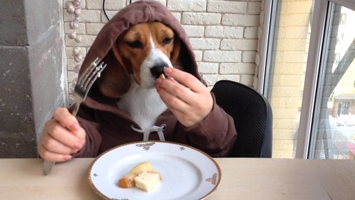Картинка: Почему не надо кормить собаку кормами на основе картофеля и бобовых!