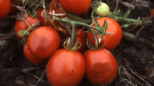 Картинка: Антракноз томатов