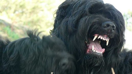 Картинка: Чёрная смерть - опасная собака Берии