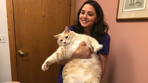 Картинка: Как ну очень толстый кот вес сбрасывал