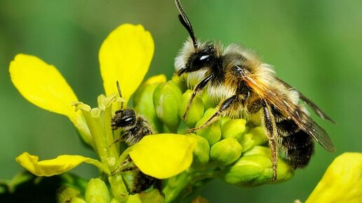 Картинка: У пчел мужского и женского пола разный вкус на цветы