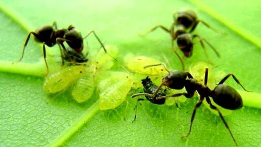 Картинка: Садовые муравьи. Действенный метод борьбы.