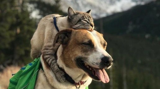 Картинка: Когда кошка с собакой лучшие друзья
