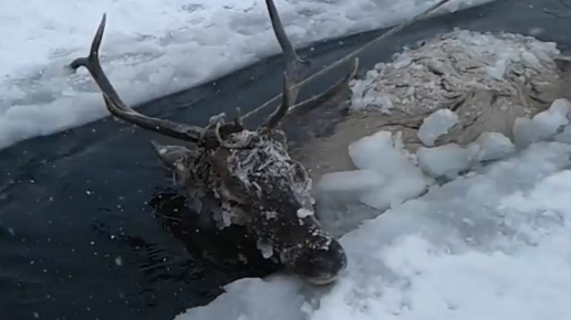 Картинка: В Бурятии чиновник спас оленя, провалившегося под лед