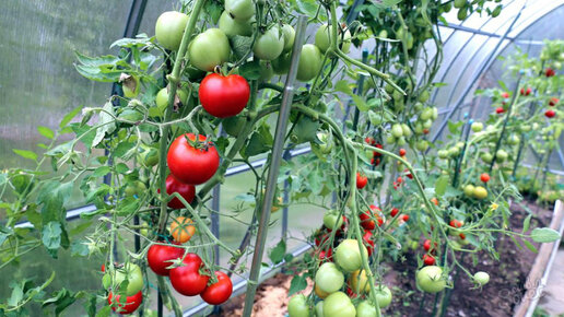 Картинка: Что можно сажать рядом с томатами в теплице. Проверяем совместимость овощей