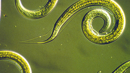 Картинка: Этими паразитами заразиться можно везде, за лекарство от них дали Нобелевскую премию + фито-рецепт