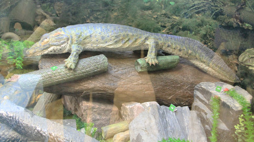 Картинка: Как в подземном озере Инты нашли крокодила
