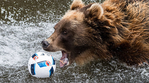 Картинка: Эти звери очень любят футбол