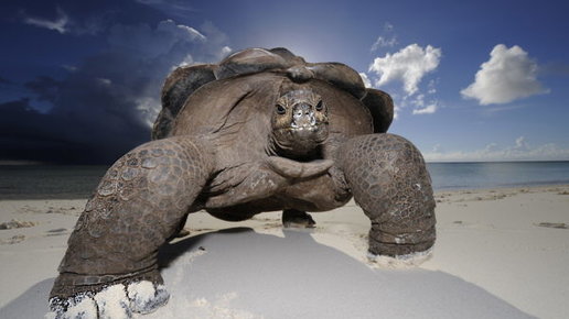 Картинка: Атолл Альдабра (Aldabra), внешние Сейшелы