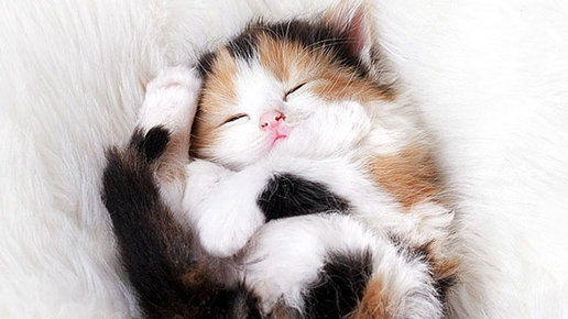 Картинка: 20 фото очаровательных котяток для поднятия настроения.