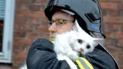 Картинка: 20 отважных пожарных, спасающих животных