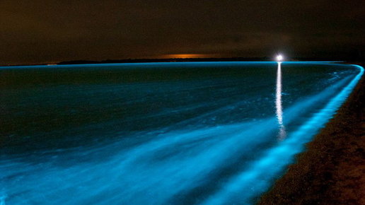 Картинка: Биолюминесценция делает море мерцающим.