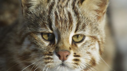Картинка: Как в Приморье редкого лесного кота нашли