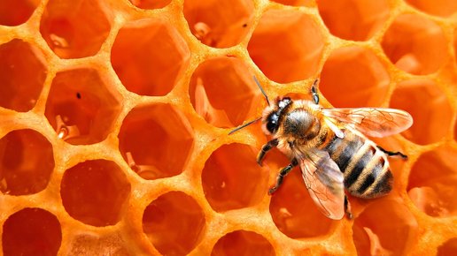 Картинка: Как узнать - настоящий ли мед перед вами?