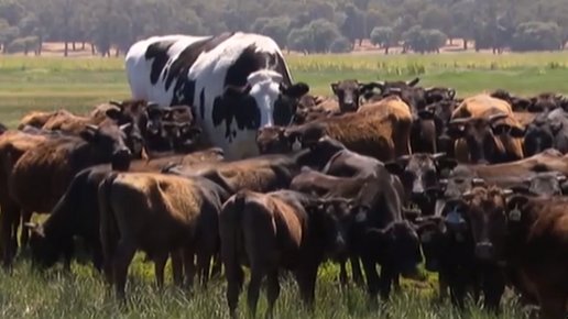 Картинка: Этот бык жив благодаря своим большим размерам!